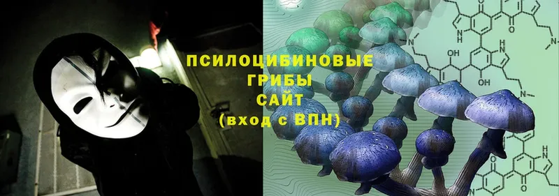 Псилоцибиновые грибы Psilocybe  Голицыно 